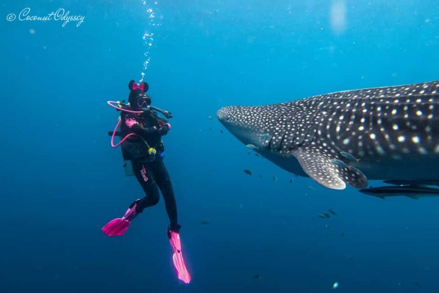 Prison Island & Bawe Island Snorkeling Day Trip - Practical Details and Tips