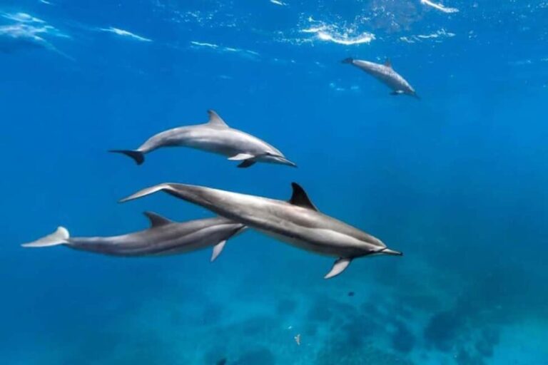 Prison Island, Lunch Break Experience, Mnemba Dolphin Tour - What to Expect: Quality & Authenticity