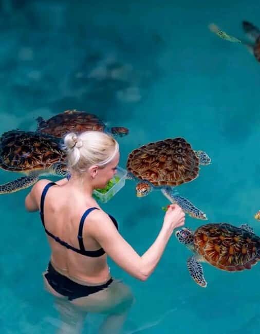 Prison island,Spicefarm,Jozani Forest & Seaturtles Sanctuary - An In-Depth Look at What You Can Expect
