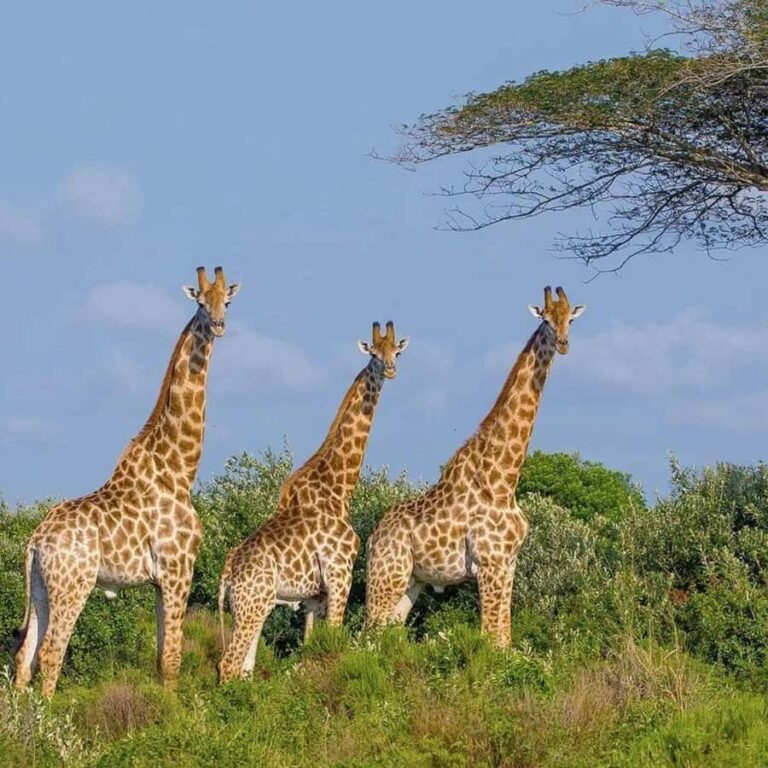 Private 1 Day Akagera Safari with Pick-up and Lunch. - The Value and Why It Works