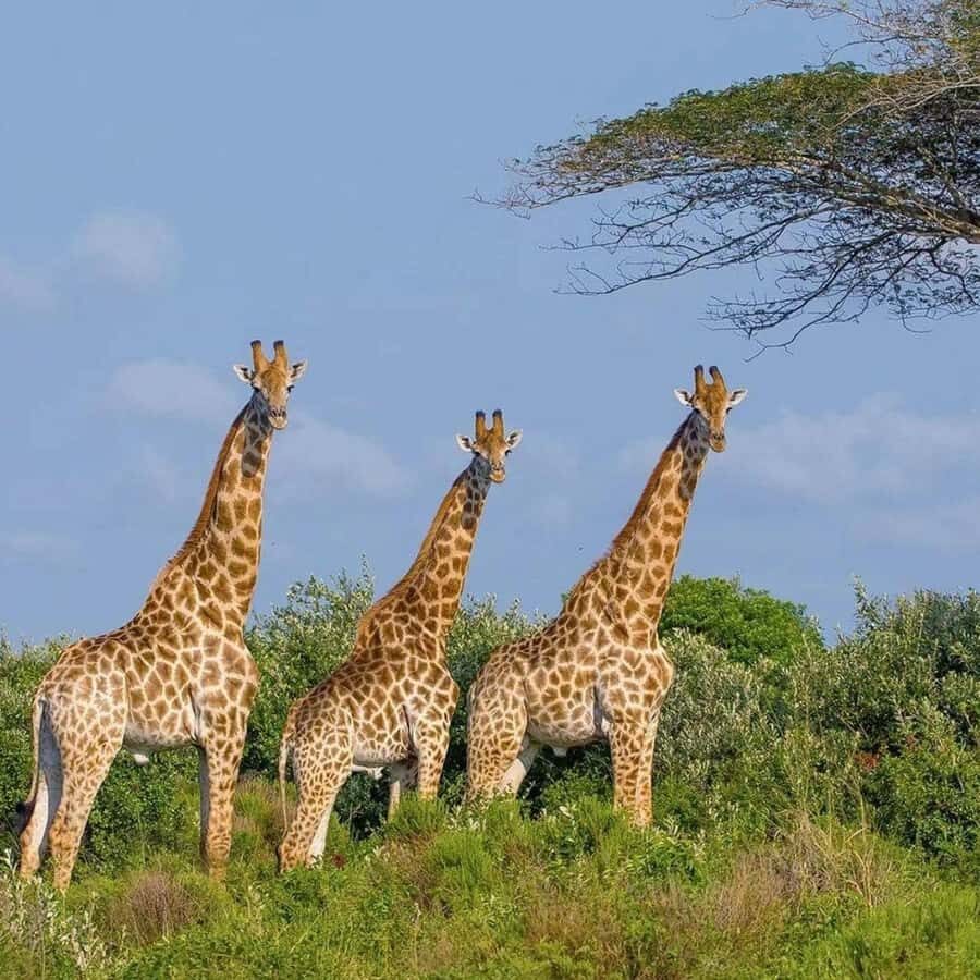 Private 1 Day Akagera Safari with Pick-up and Lunch.