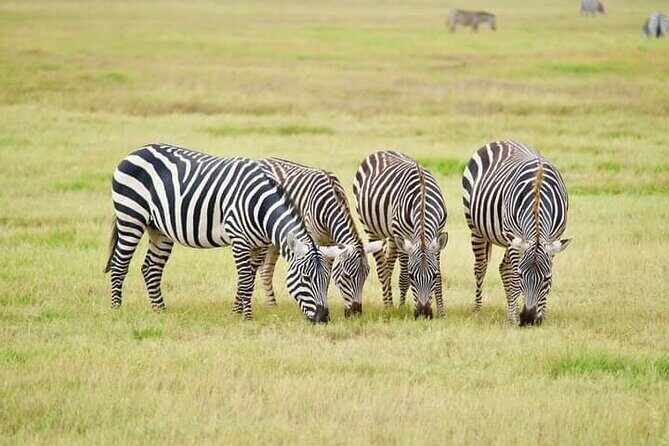 Private 2-day Diani Beach To Tsavo East and West Safari - Starting in Diani Beach: The Journey Begins
