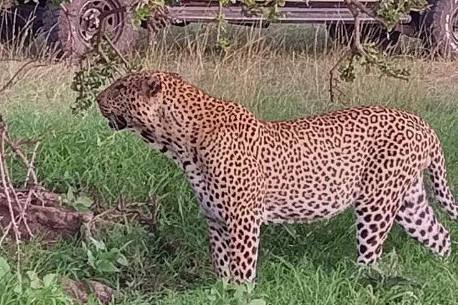 Private 2 Days Safari Tsavo East from Watamu - What Makes This Safari Stand Out?