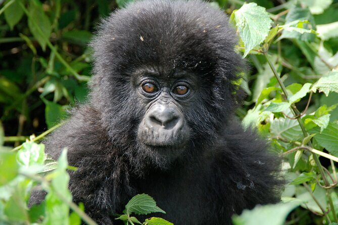 Private 3 Day Gorilla Trekking Safari in Uganda - Accommodation and Meals