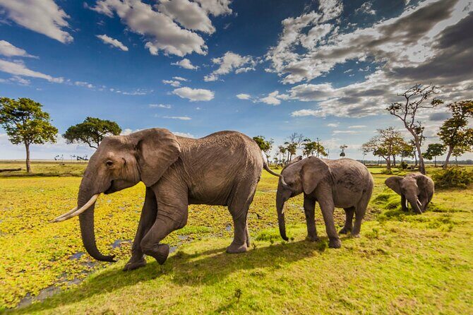 Private 3-Day Masai Mara Safari Adventure - Transportation and Comfort