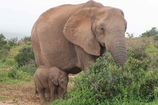 Private 3-Days of wildlife Safari exploring Uganda - Transportation, Timing, and Group Dynamics