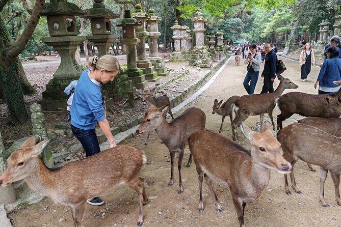 Private 3-Hour UNESCO Heritage Sites & Deer Park Tour - Practical Aspects of the Tour