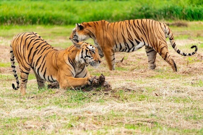 Private 4-Day Tiger Safari and Golden Triangle Tour from Delhi - The Experience’s Strengths: Why Travelers Keep Coming Back