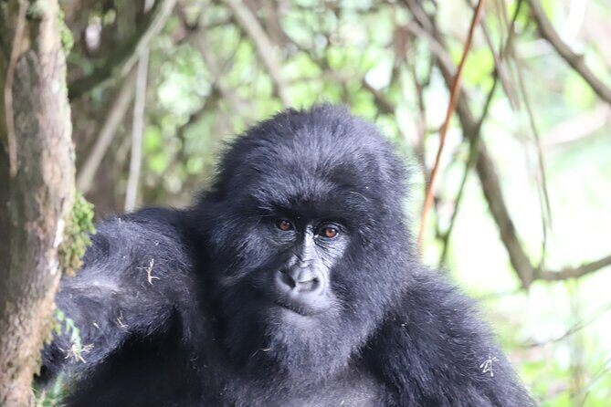 Private 4 Days Gorilla Trekking Tour and Lake Bunyonyi Visit - Who Would Love This Tour?