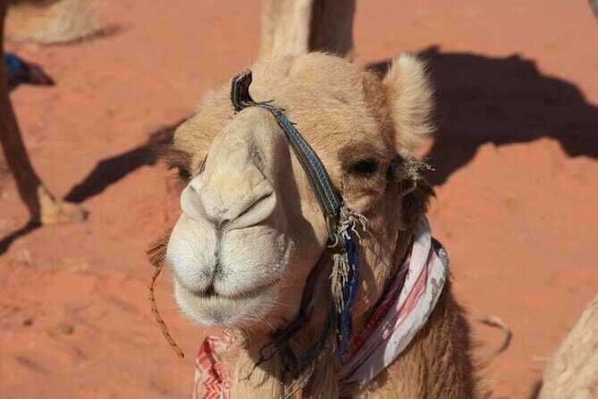 Private 5-Day Guided Tour of Jordan - What’s Included and What’s Not