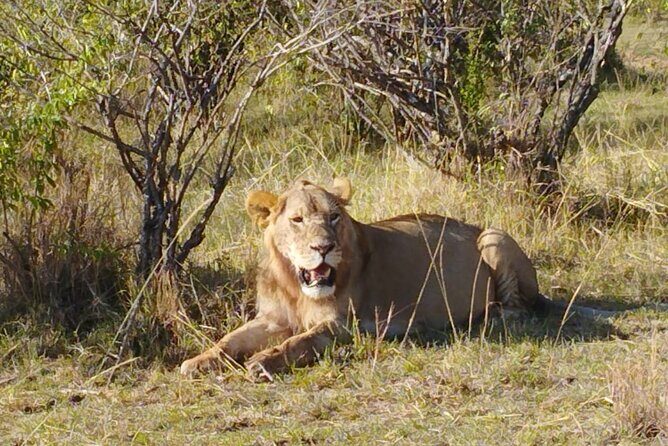 Private 5 Day Maasai Mara with Lake Nakuru and Lake Naivasha Tour - The practical side: what’s included and what’s not