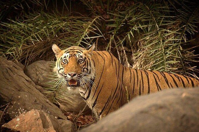 Private 5-Day Ranthambhore Tiger Tour from Delhi including the Taj Mahal, Agra and Jaipur - Authentic Experiences and Practical Insights