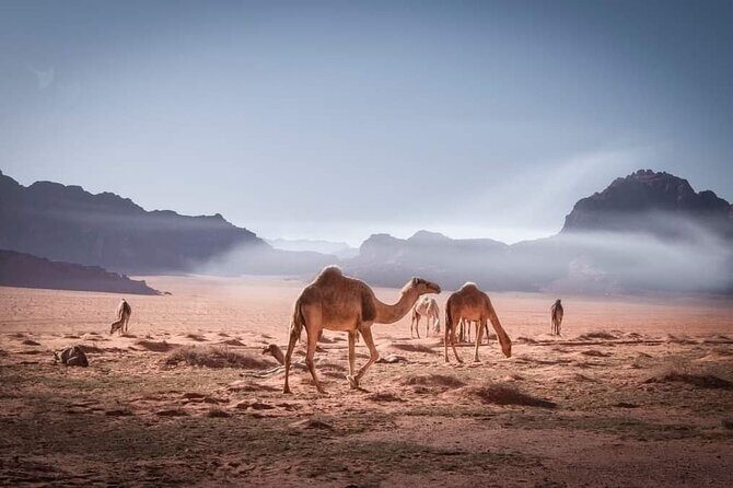 Private 5-Day Tour in Jodan - Who Should Consider This Tour?