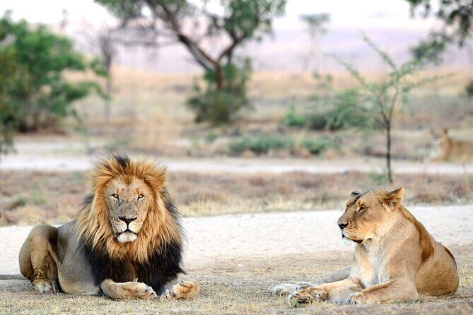 Private 5-Hour Lion Park Tour from Johannesburg or Pretoria - Who Should Take This Tour?