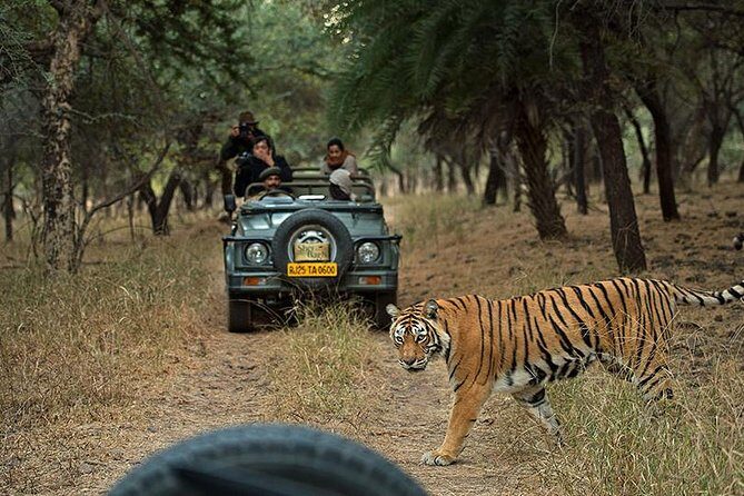 Private 6-Day Ranthambhore Tiger Tour including Delhi, Agra and Jaipur - Who Is This Tour Best For?