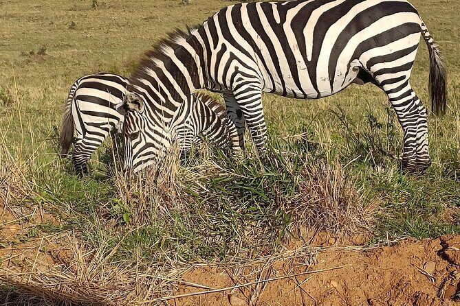 Private 6-Days Tour Exploring in Amboseli & Nakuru National Park - Overview of the 6-Day Kenya Safari