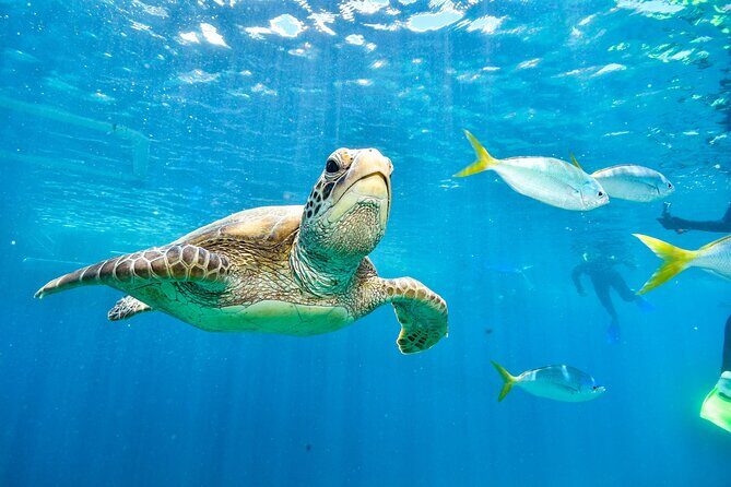 Private Abu Dabbab Over Day Snorkeling with Turtles - Hurghada - Authentic Reviews and Real Experiences