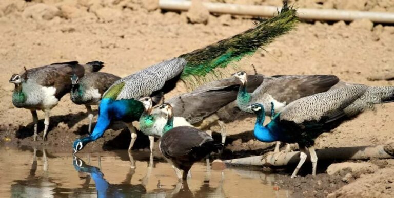 Private Agra to Bharatpur with Fatehpur Sikri Same Day Tour - The Practicalities: Price, Timing, and Value