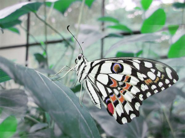 Private Bannerghatta National Park Day Excursion - The Experience of the Guide and Transportation
