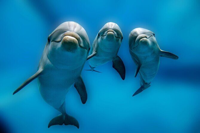 Private Boat Full Day Swimming With Dolphins Trip - Hurghada - Who Will Love This Tour?