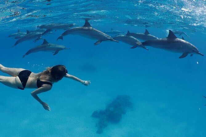 Private Boat To Dolphin House & Snorkeling with Lunch - Hurghada - Final Thoughts: Who Is This Tour Best For?