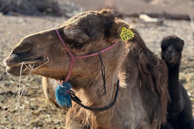 Private Camel Ride in Agafay Desert with Dinner Included - Who Is This Tour Best For?