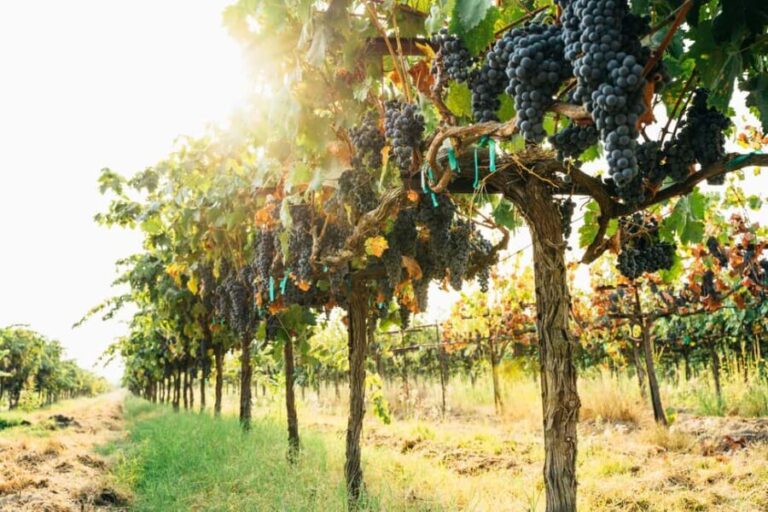 Private Cape Winelands Wine Tasting Tour incl. Transport - Final Thoughts: Is This Tour Right for You?