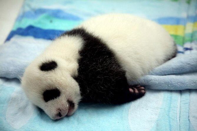 Private Chengdu Day Tour: Giant Pandas and Jinsha Site Museum - Practical Details & Value