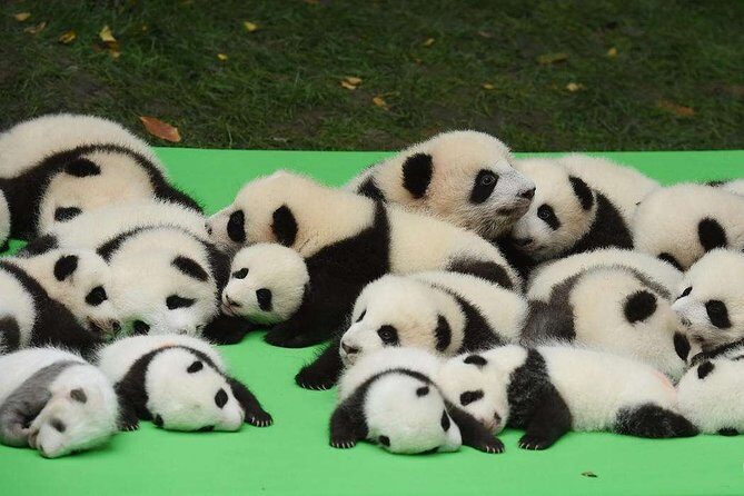 Private Chengdu Highlights Day Trip: Panda Base and City from Chongqing by Train - Authenticity and Reviews: What Travelers Appreciate