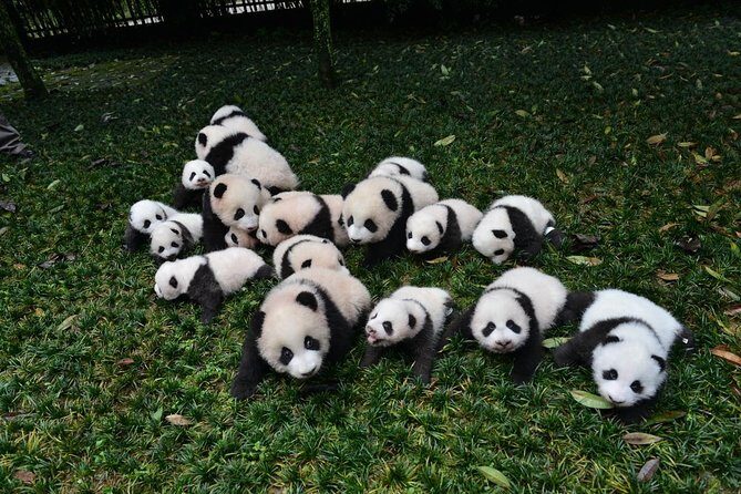 Private Chengdu Highlights Day Trip: Panda Base and City from Xi'an by Train - Final Thoughts