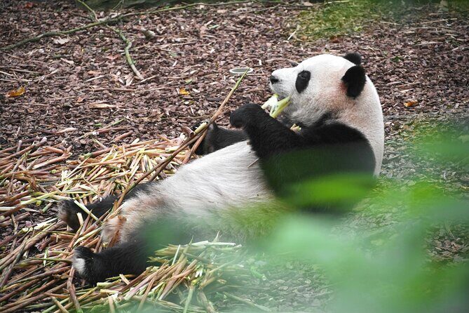 Private Chengdu Panda Tour with Hotel Pickup - Final Thoughts: Is This Tour Right for You?