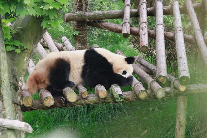 Private Day Tour: Dujiangyan Panda Base Volunteering from Chengdu - Final Thoughts