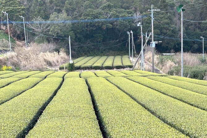 Private Day Tour in Kagoshima - The Sum Up