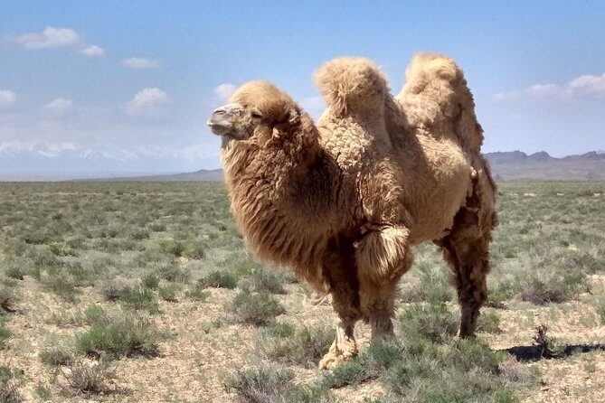 Private Day Tour to the Land of Canyons-UNESCO-of Kazakhstan - Transport, Timing, and Practicalities