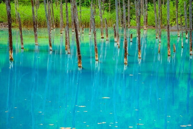 Private Day Trip to Asahiyama Zoo and Biei Blue Pond - Authentic Experiences and What Travelers Love