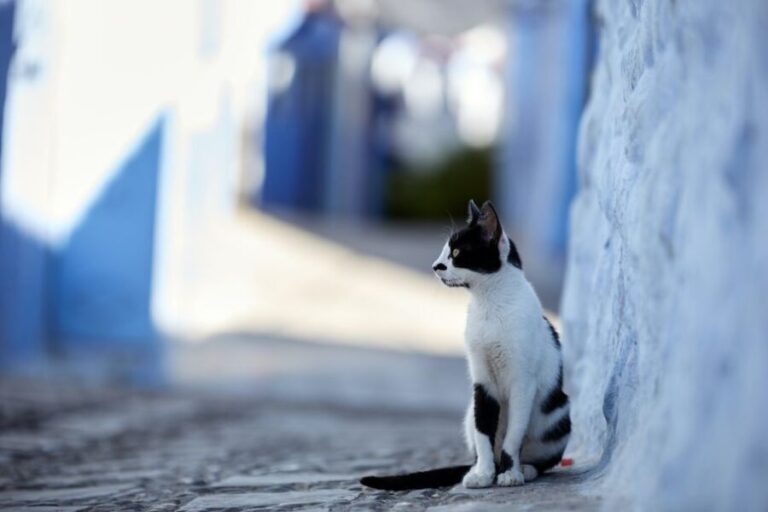 Private Day Trip To Chefchaouen From Fes - Is It Worth the Price?