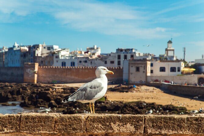 Private Day Trip to Essaouira from Marrakech - Transportation, Timing, and Overall Value