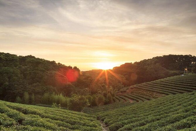 Private Day Trip to Kiambethu Tea Farm in Limuru from Nairobi - Why This Tour Offers Great Value