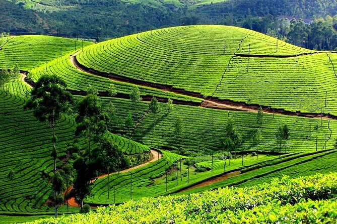Private Day Trip to Munnar from Kochi (Cochin) - A Scenic Drive with Multiple Stops