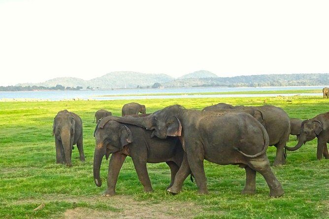 Private Day Trip to Pidurangala Rock & Jeep Safari From Colombo - Why This Tour Might Be Perfect for You