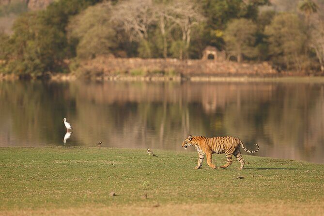 Private Day Trip to Ranthambore Tiger Reserve from Jaipur - Why This Tour Offers Great Value