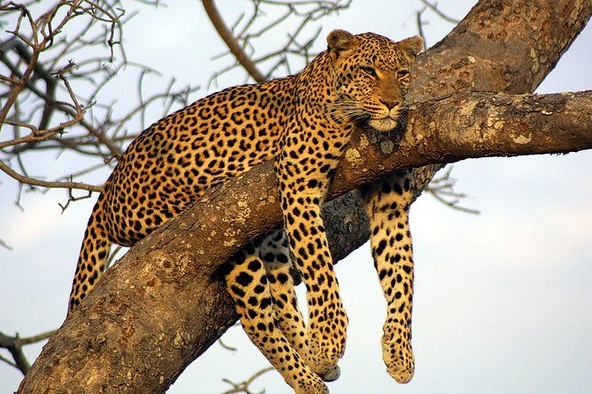 Private Day Trip to Yala National Park from Colombo - Frequently Asked Questions