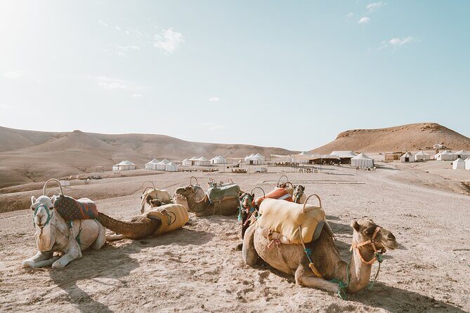 Private Desert Agafay Dinner show & Camel Ride - Who Should Consider This Tour?