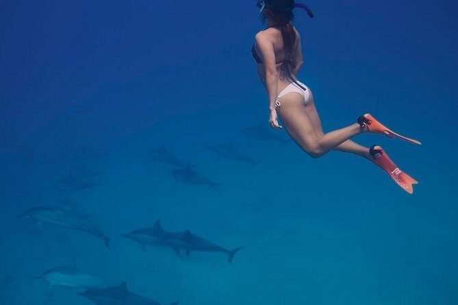 Private Dolphin House Boat Tour with Snorkeling & Lunch Hurghada - Snorkeling & Marine Life: Up Close and Personal