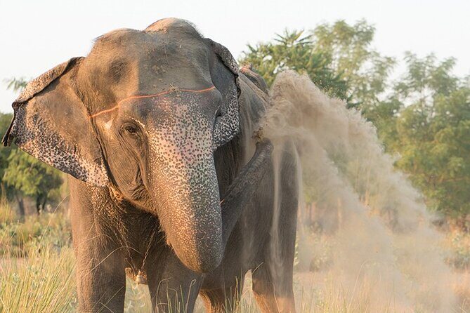 Private Elephant Sanctuary - The Sum Up: Who Should Consider This Tour?