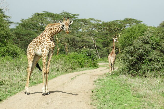 Private escape to:Nairobi national park tour 6.a.m to 11a.m - Final Thoughts: Is This Tour Worth It?