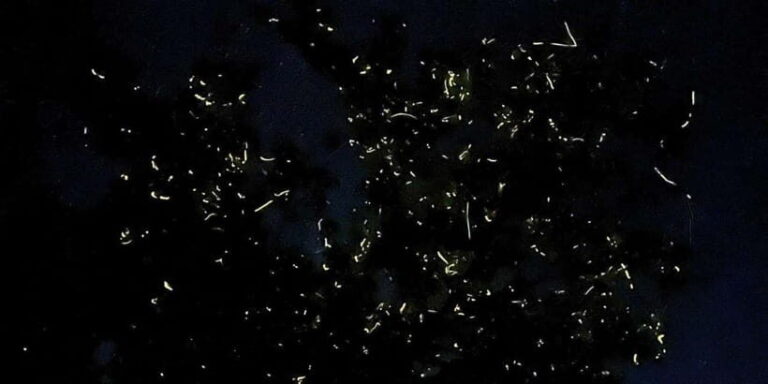 Private Firefly Watching Night Cruise on Bohol Abatan River - The Itinerary and What to Expect