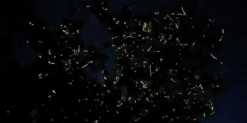Private Firefly Watching Night Cruise on Bohol Abatan River - The Itinerary and What to Expect
