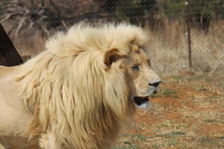 Private full day Aquila Safari tour - What Our Readers Have Said