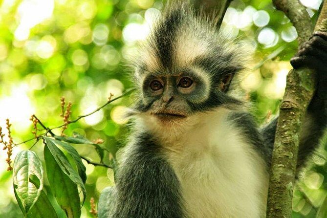Private Full-Day Bukit Lawang Trekking Tour From Medan - Arrival at Bukit Lawang: Meeting Your Guide and Prep